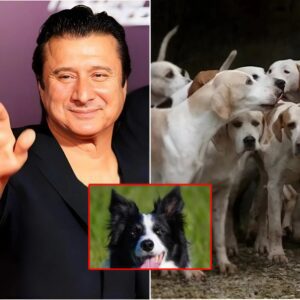 Steve Perry Builds “God’s Country Rescue Ranch” — A Haven for Abused and Abandoned Dogs - TH
